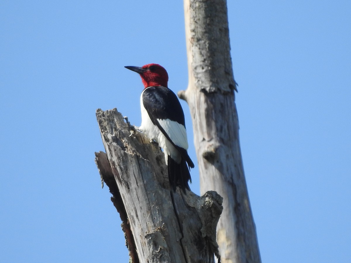 Red-headed Woodpecker - ML621101376