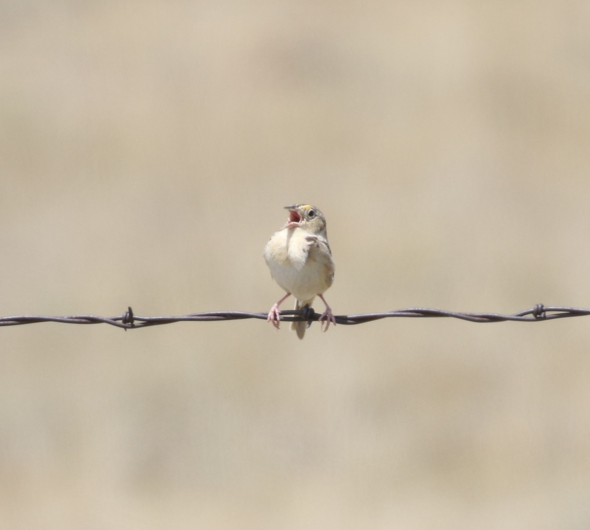 Grasshopper Sparrow - ML621101381