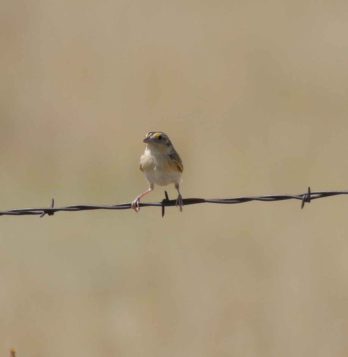 Grasshopper Sparrow - ML621101436