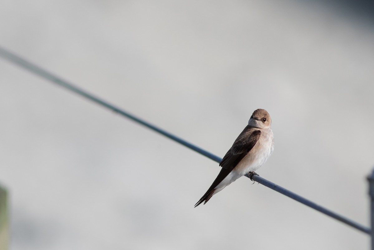 Northern Rough-winged Swallow - ML621101440