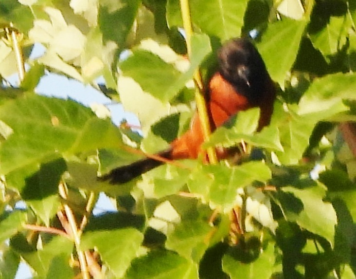 Orchard Oriole - ML621101457