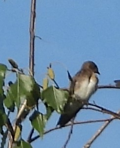 Northern Rough-winged Swallow - ML621101489