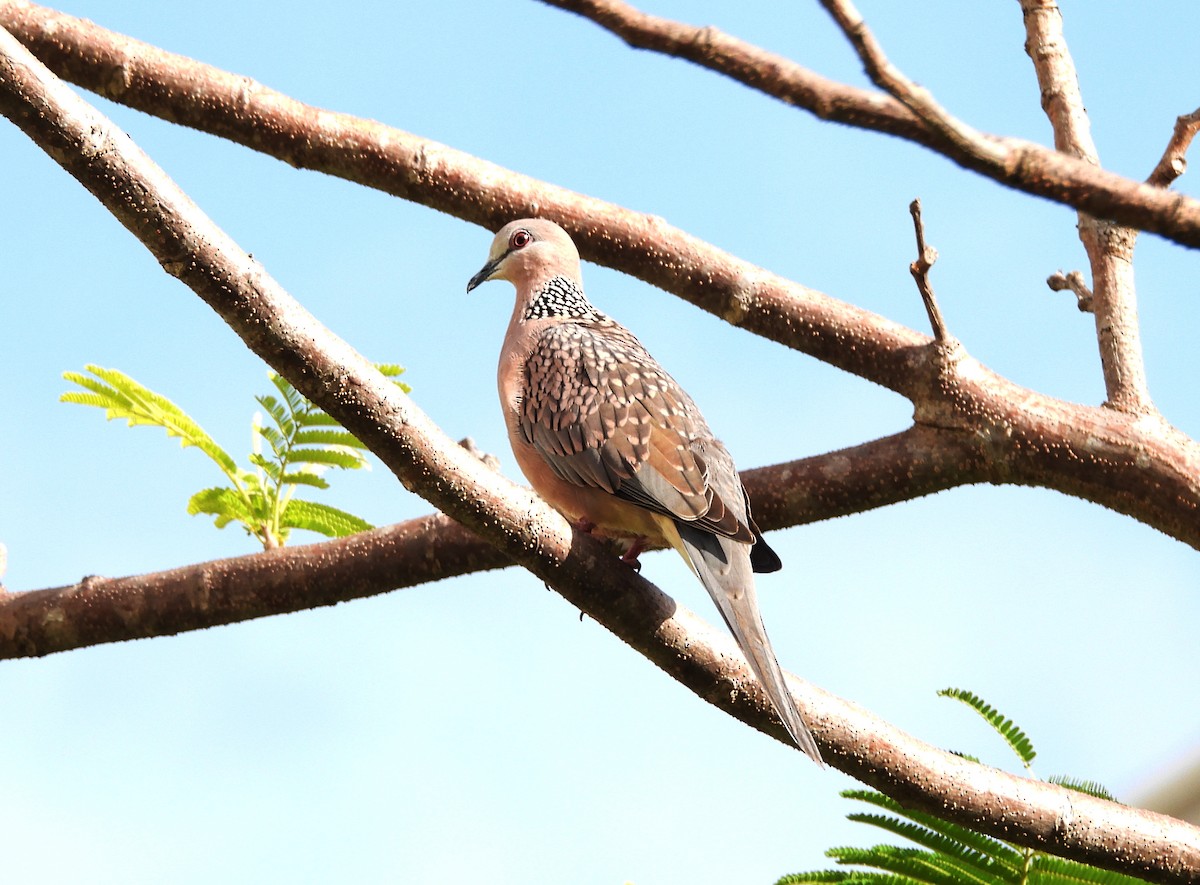 Spotted Dove - ML621101490