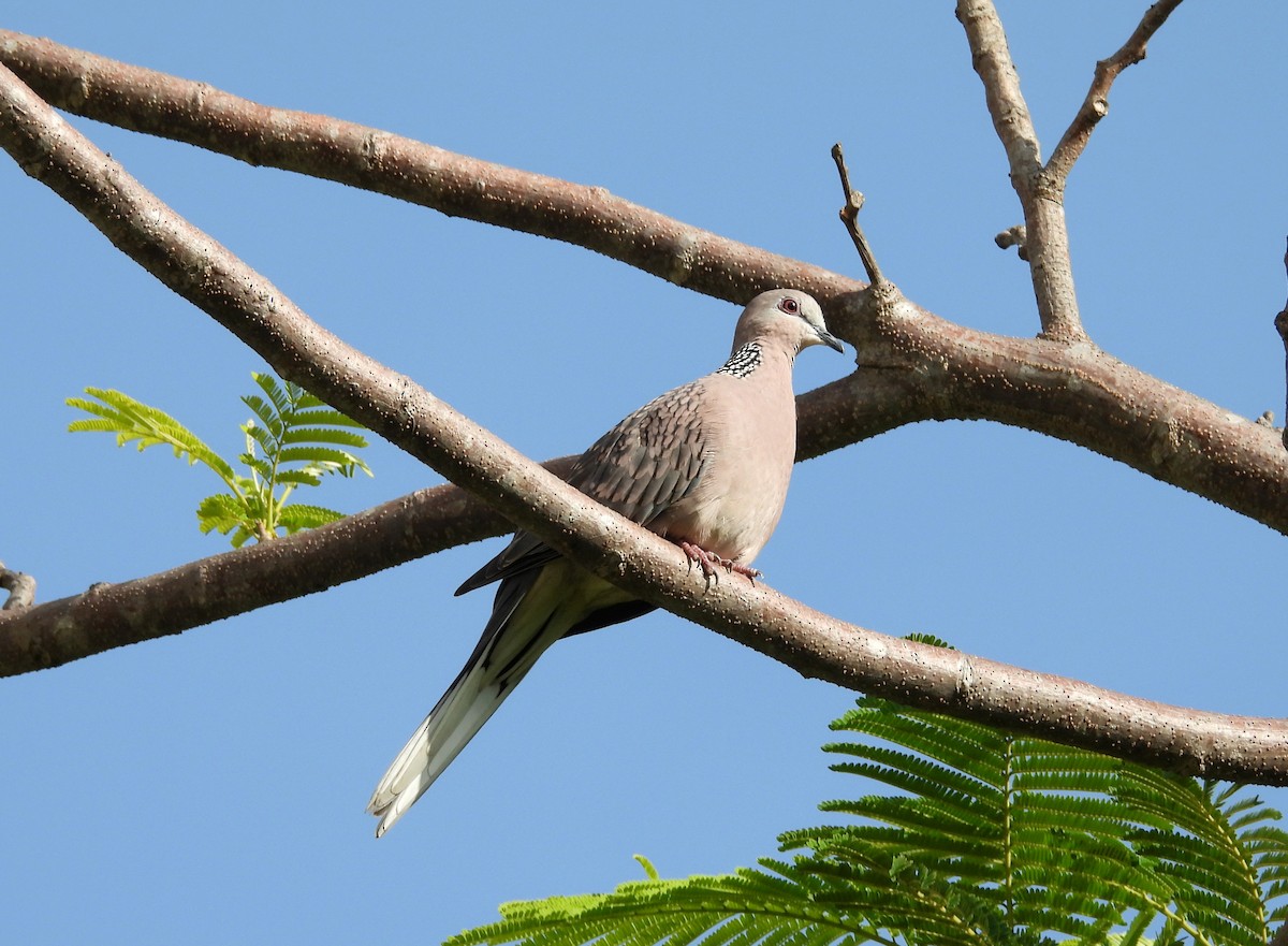 Spotted Dove - ML621101491