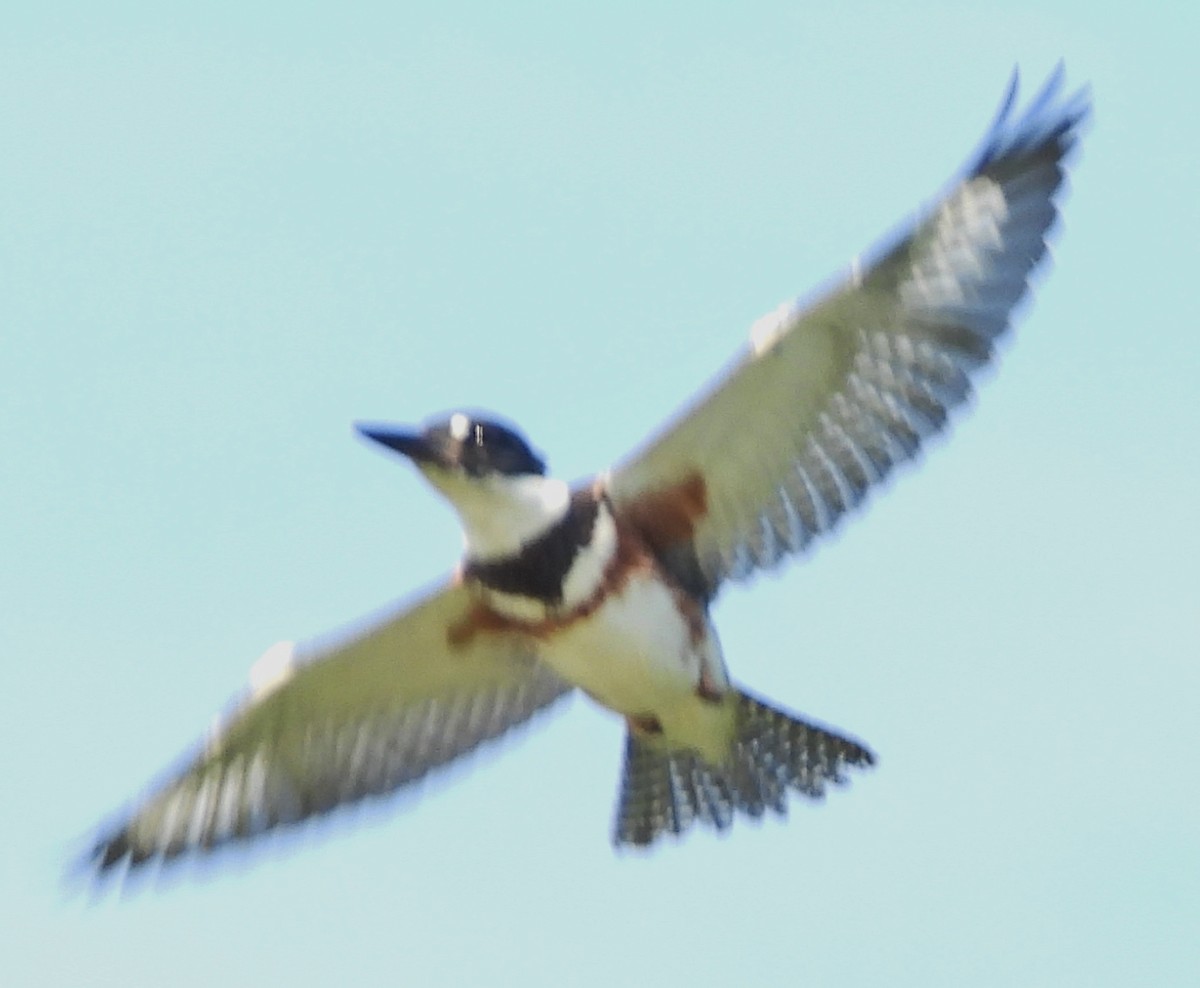 Belted Kingfisher - ML621101512