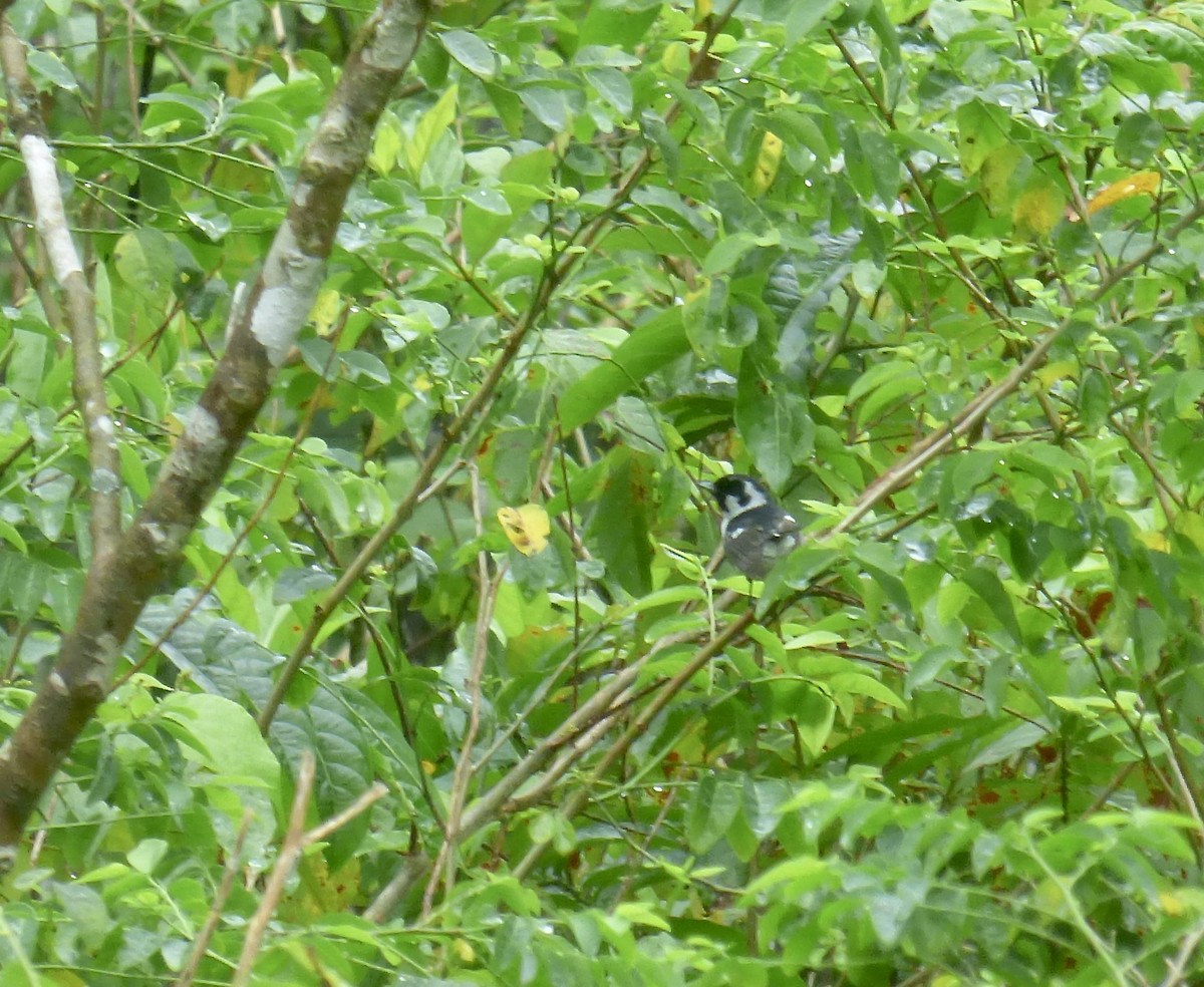 White-breasted Monarch - ML621101526