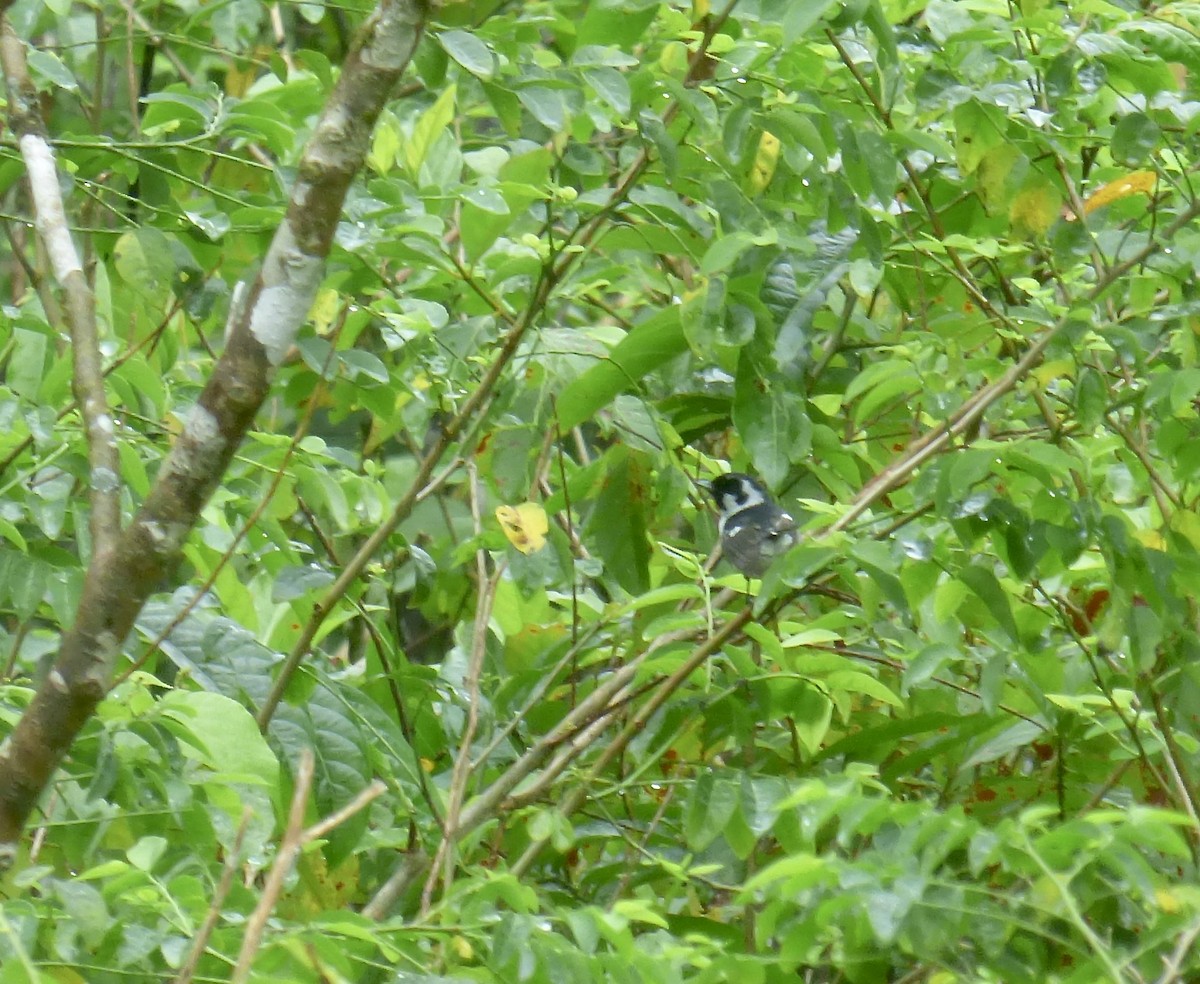 Mussau Monarch - ML621101526