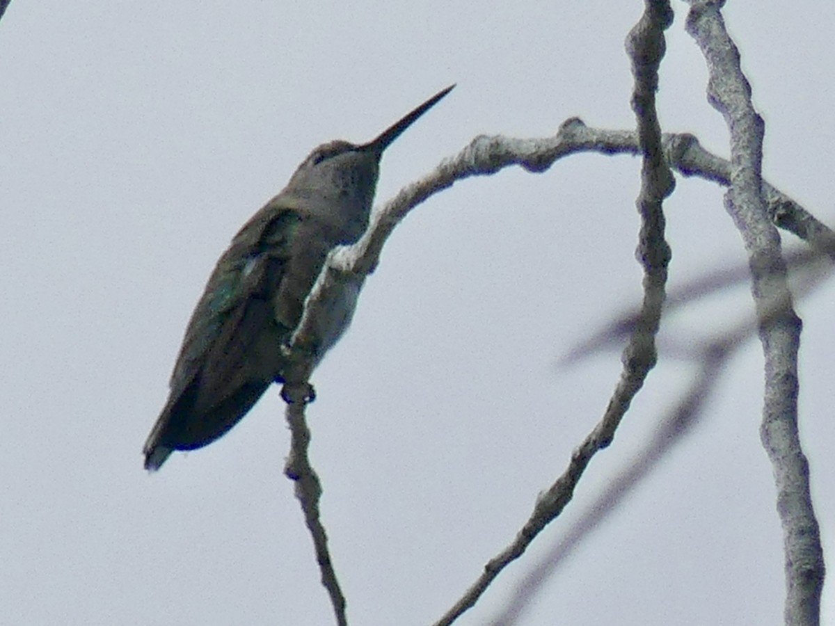 Black-chinned Hummingbird - ML621101530