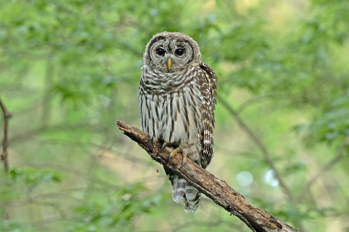 Barred Owl - ML621101532