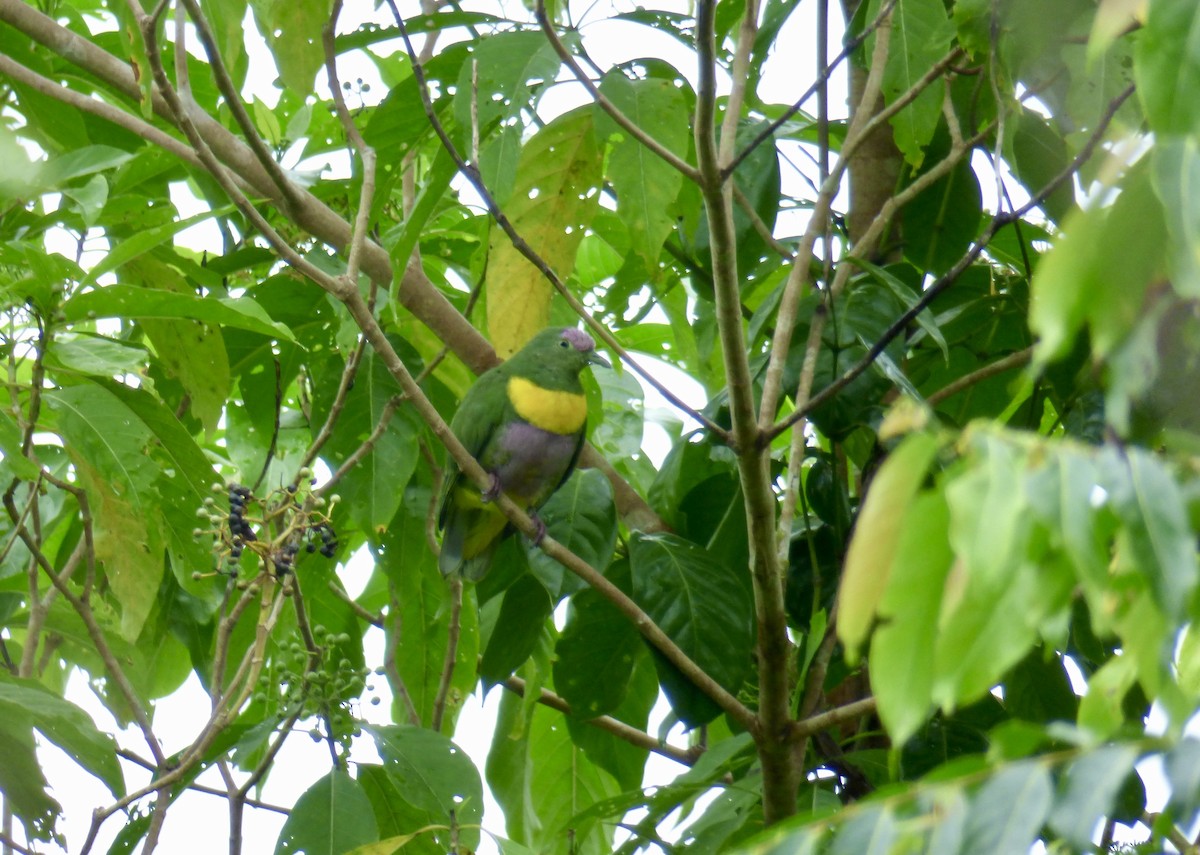 Yellow-bibbed Fruit-Dove - Rich Bayldon