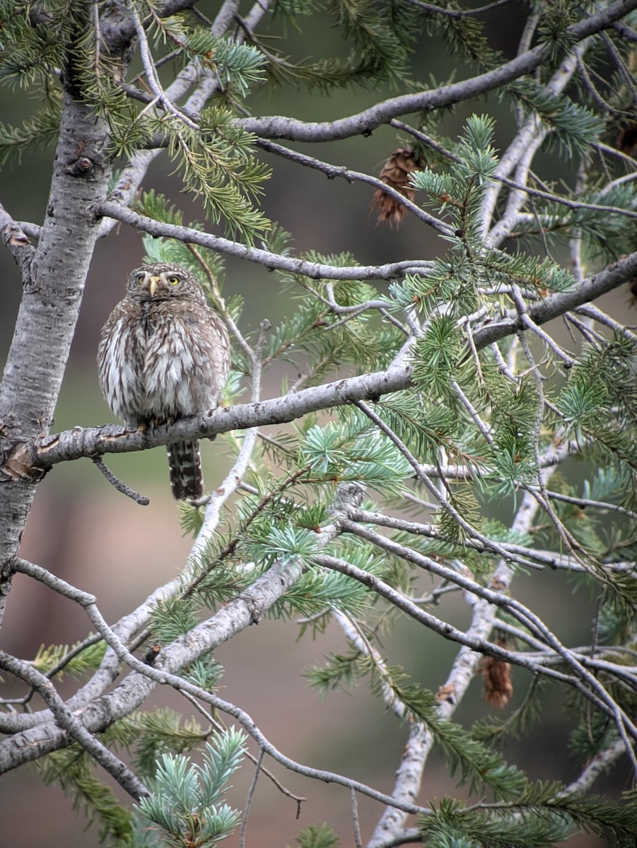 Northern Pygmy-Owl - ML621101546