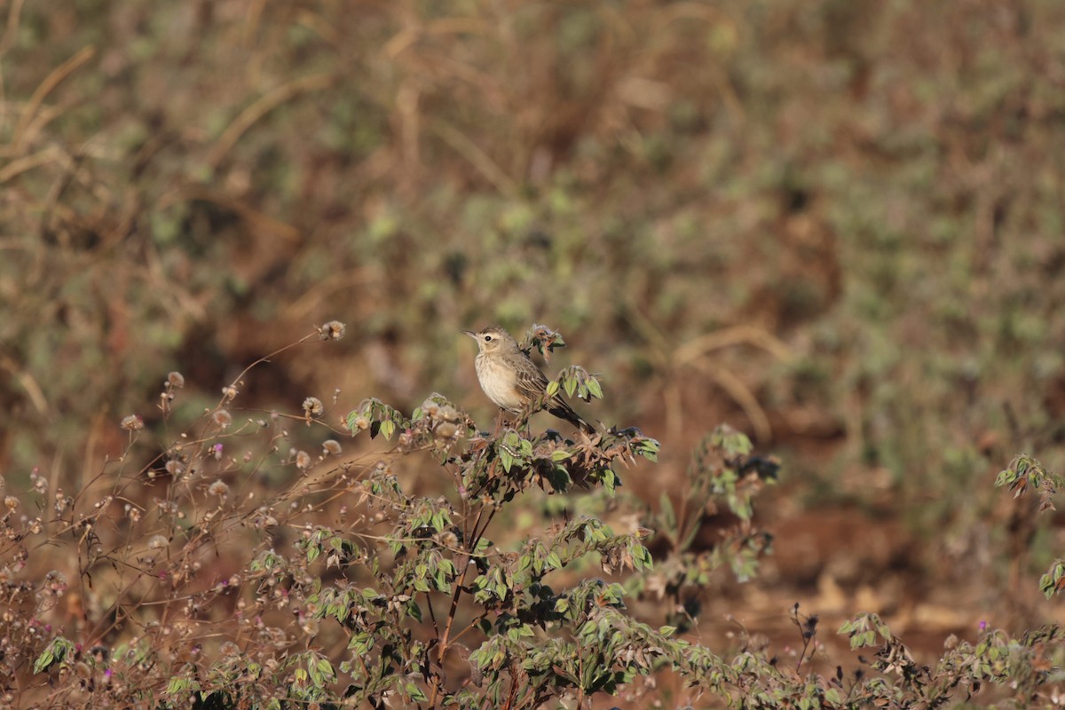 African Pipit - ML621101547