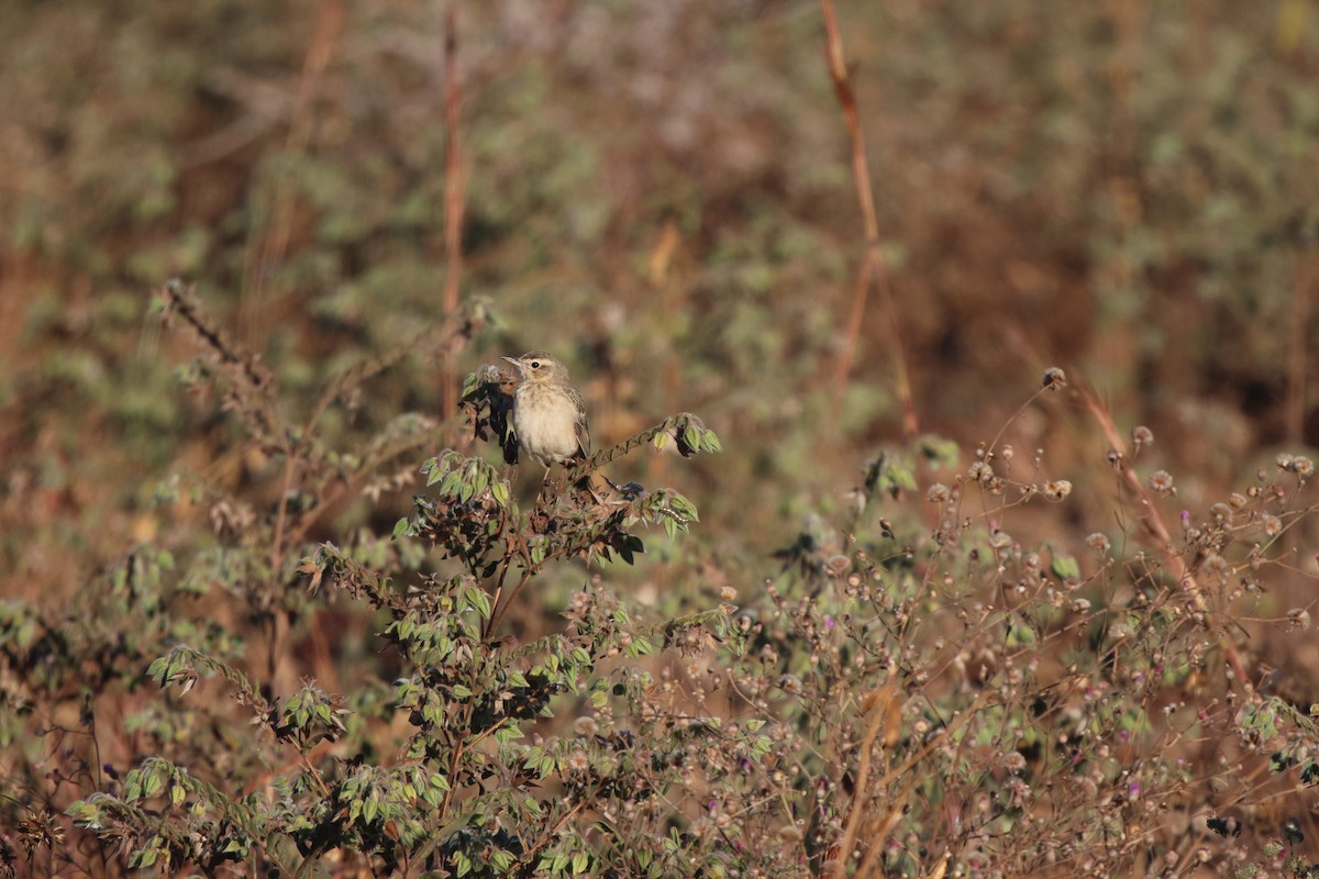 African Pipit - ML621101548