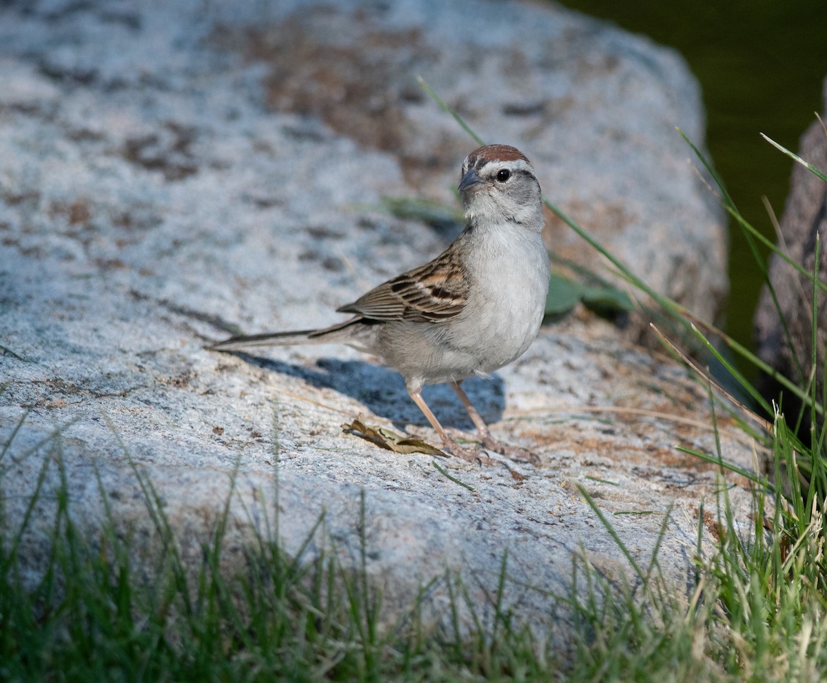 Chipping Sparrow - ML621101557