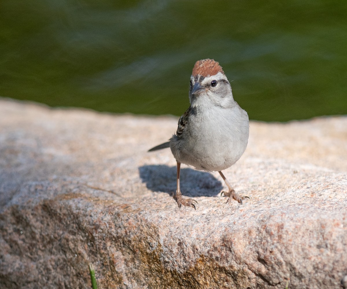 Chipping Sparrow - ML621101558