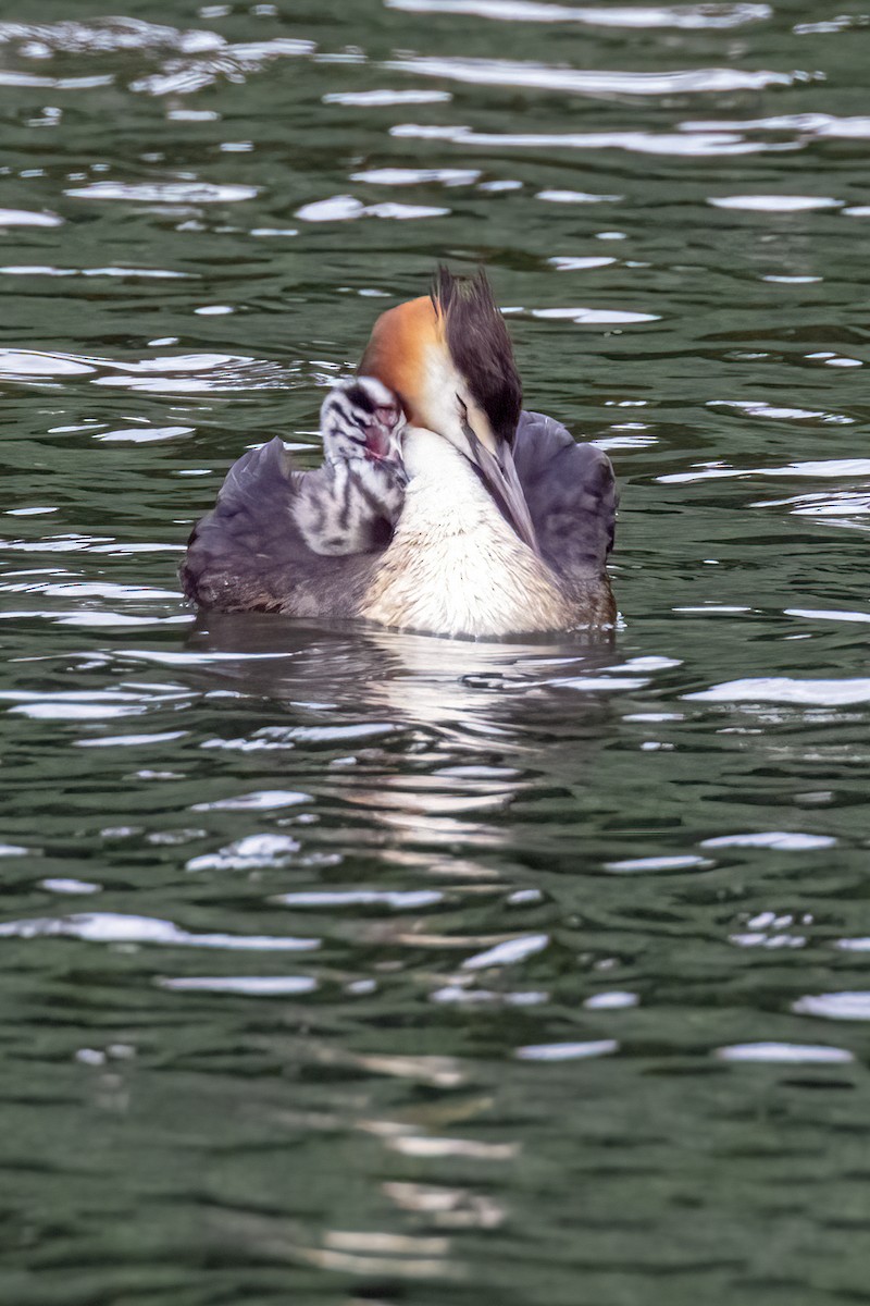 Great Crested Grebe - ML621101561