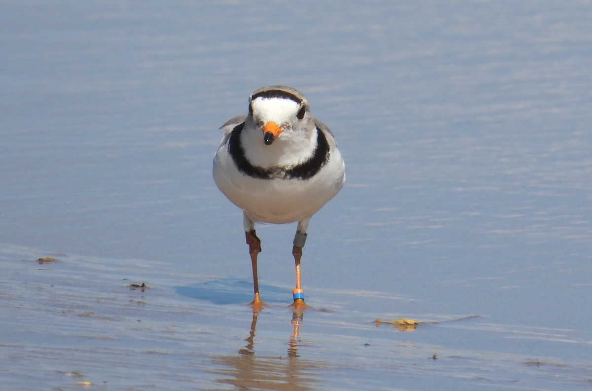 Piping Plover - ML621101592