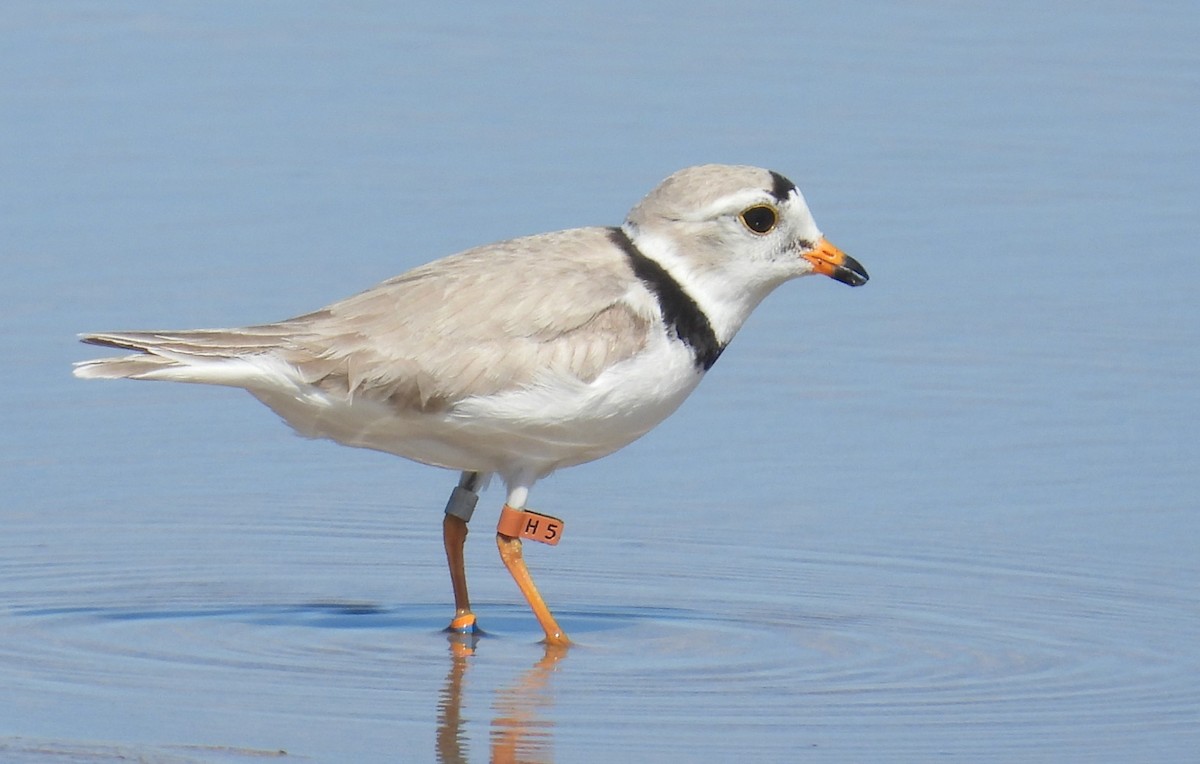 Piping Plover - ML621101593