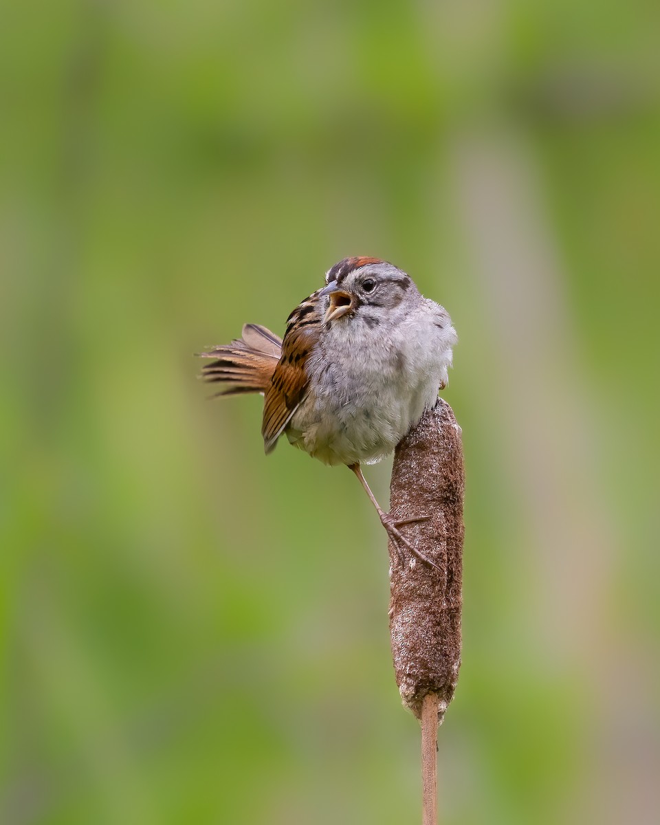 Swamp Sparrow - ML621101601