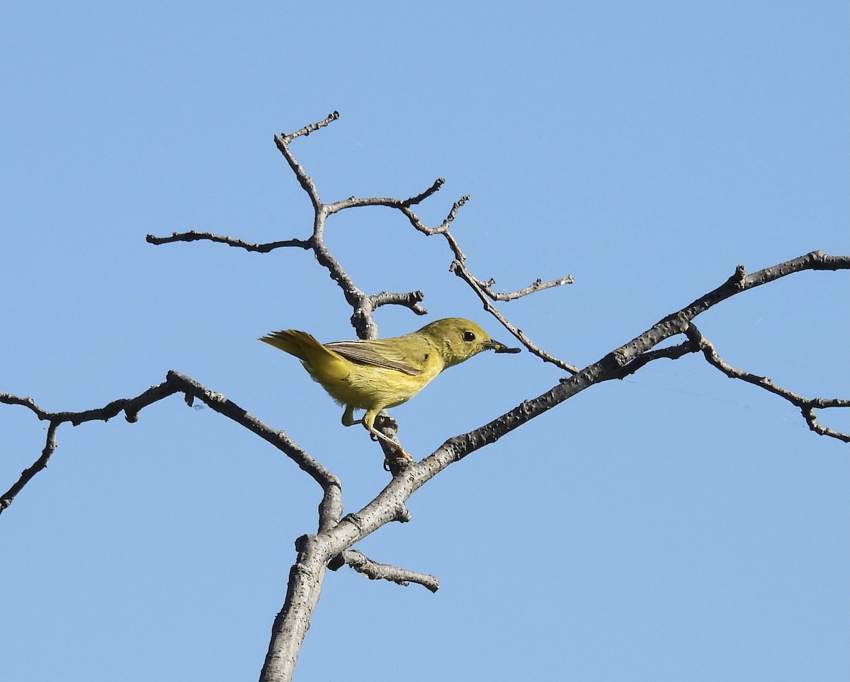 Yellow Warbler - Lynda Sisco