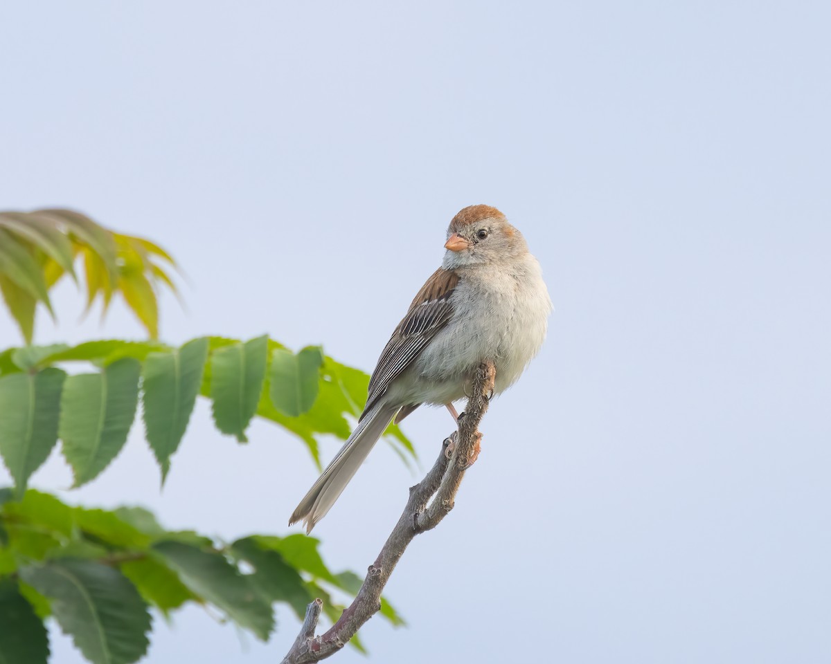Field Sparrow - ML621101605