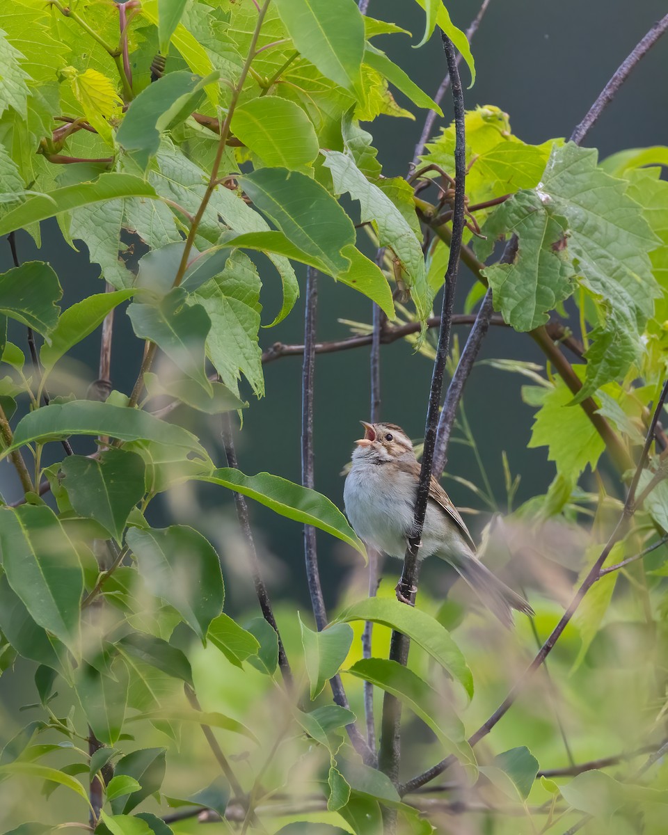 Clay-colored Sparrow - ML621101606