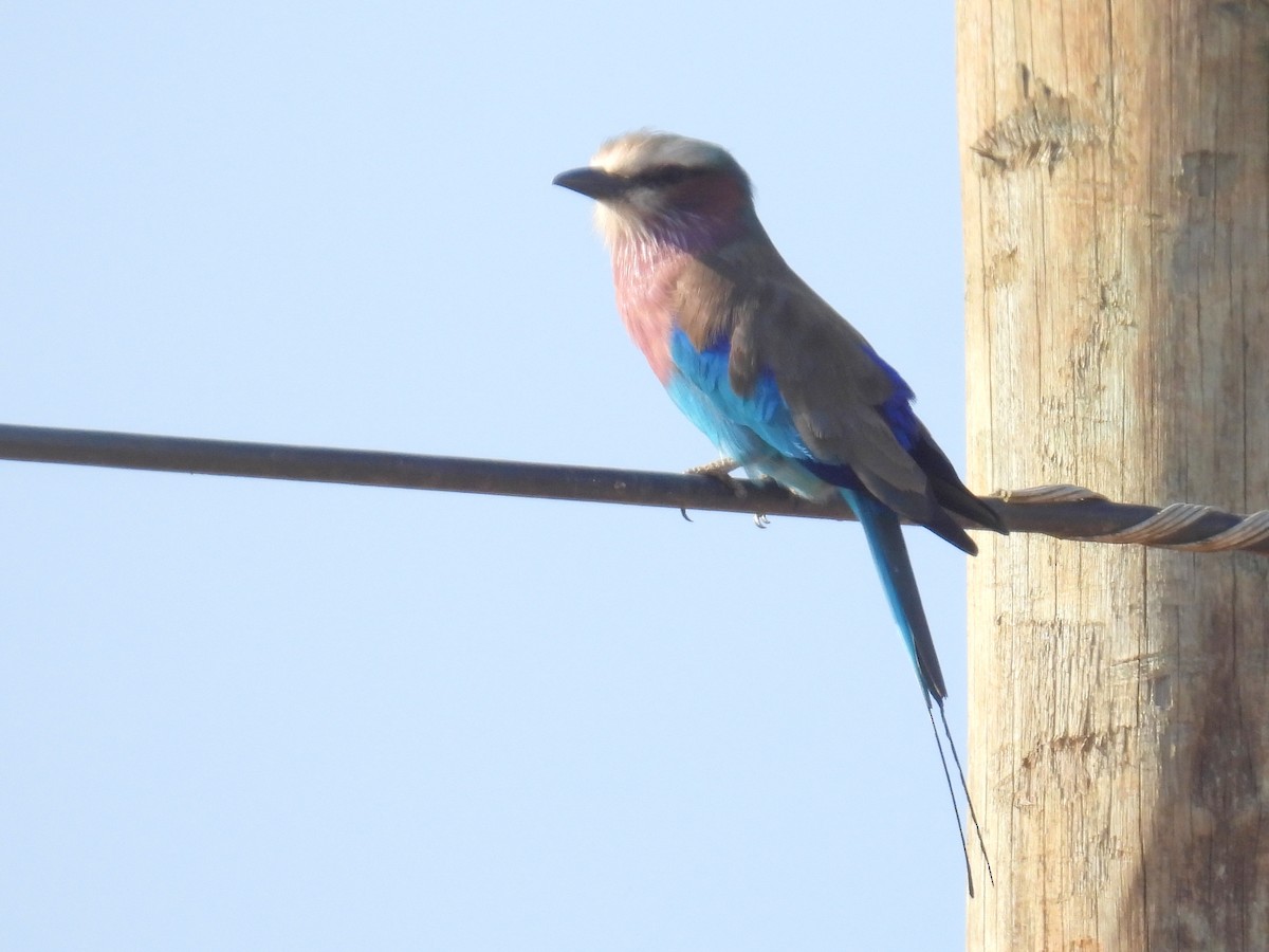 Lilac-breasted Roller - ML621101607