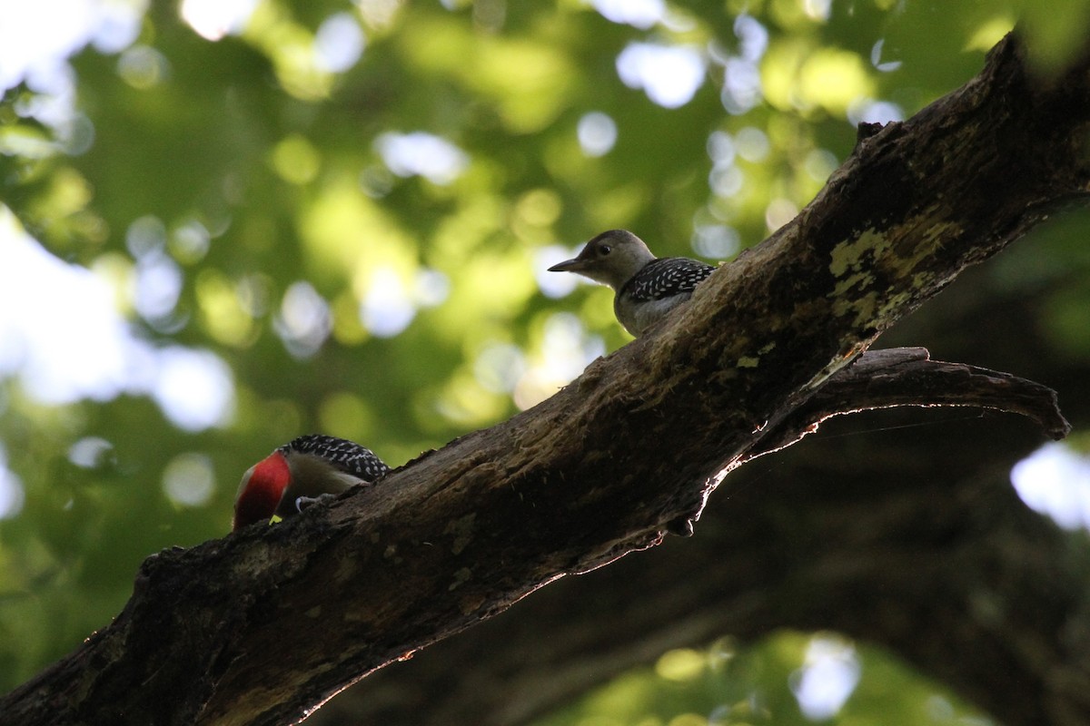Red-bellied Woodpecker - ML621101617