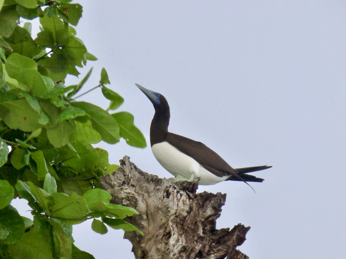 Brown Booby (Forster's) - ML621101620