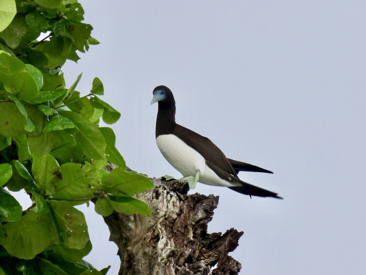 Brown Booby (Forster's) - ML621101626