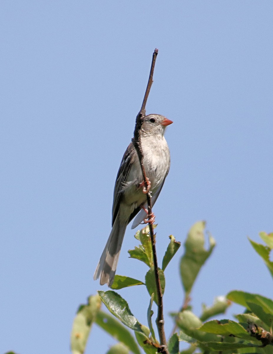 Field Sparrow - ML621101639