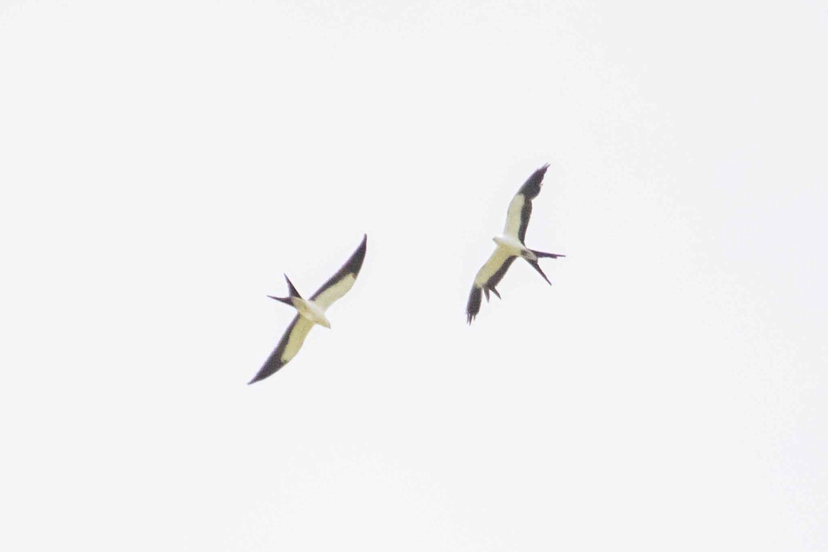 Swallow-tailed Kite - ML621101640