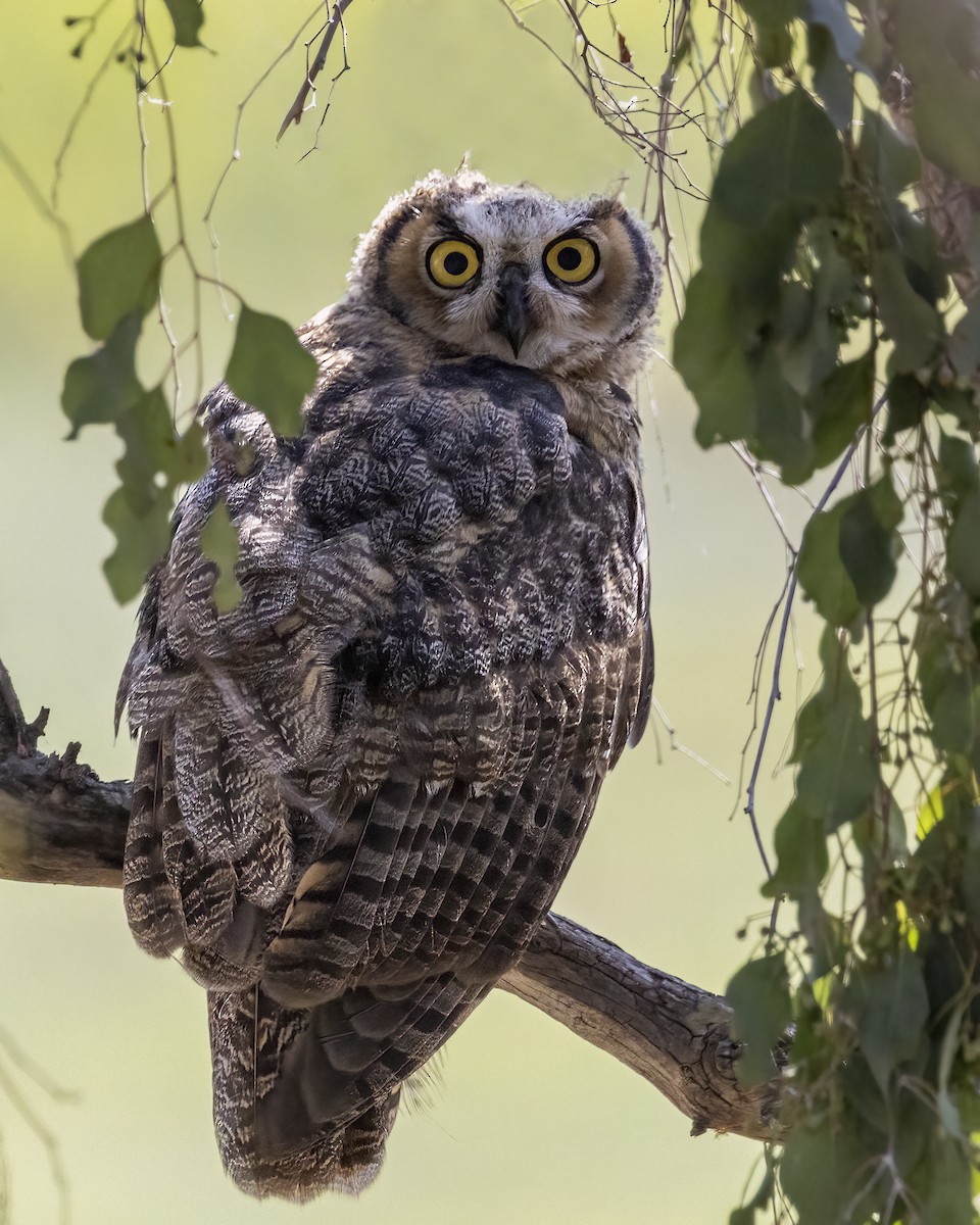 Great Horned Owl - ML621101660