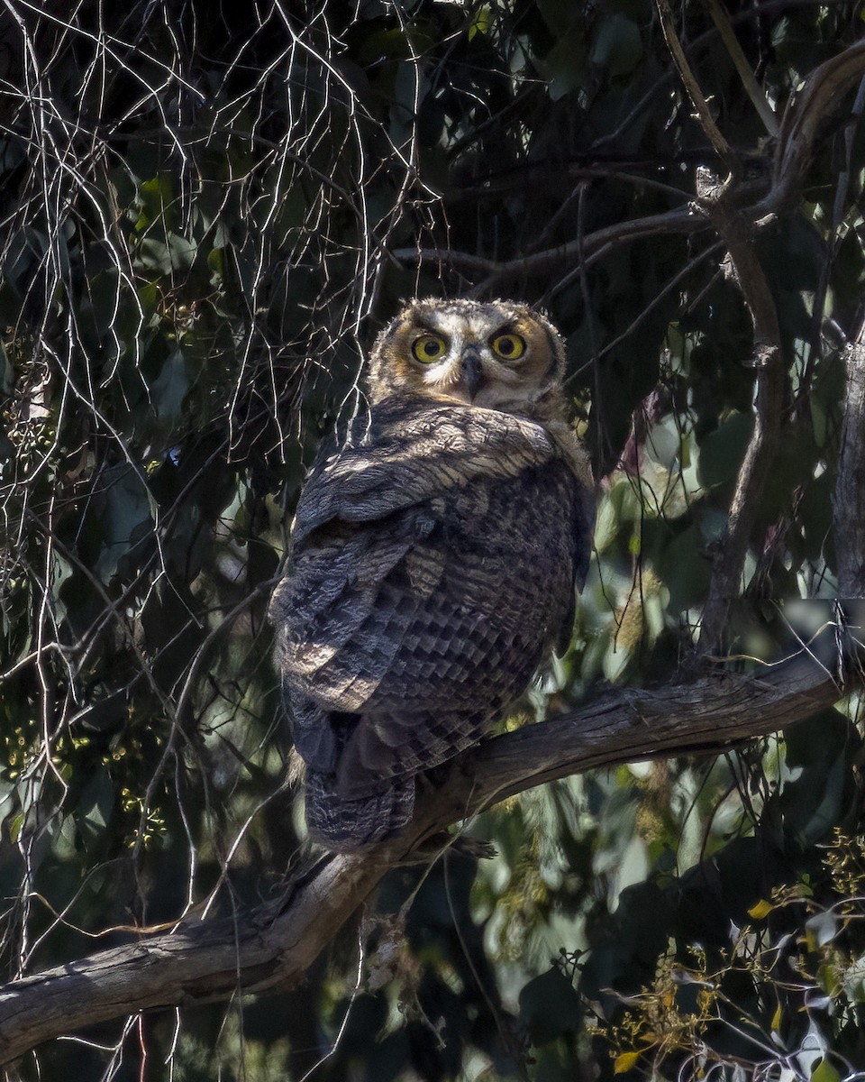 Great Horned Owl - ML621101662