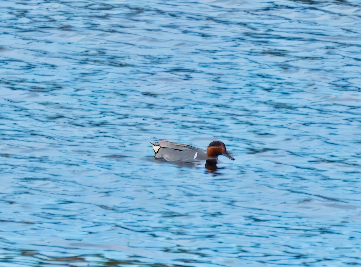 Green-winged Teal - ML621101669
