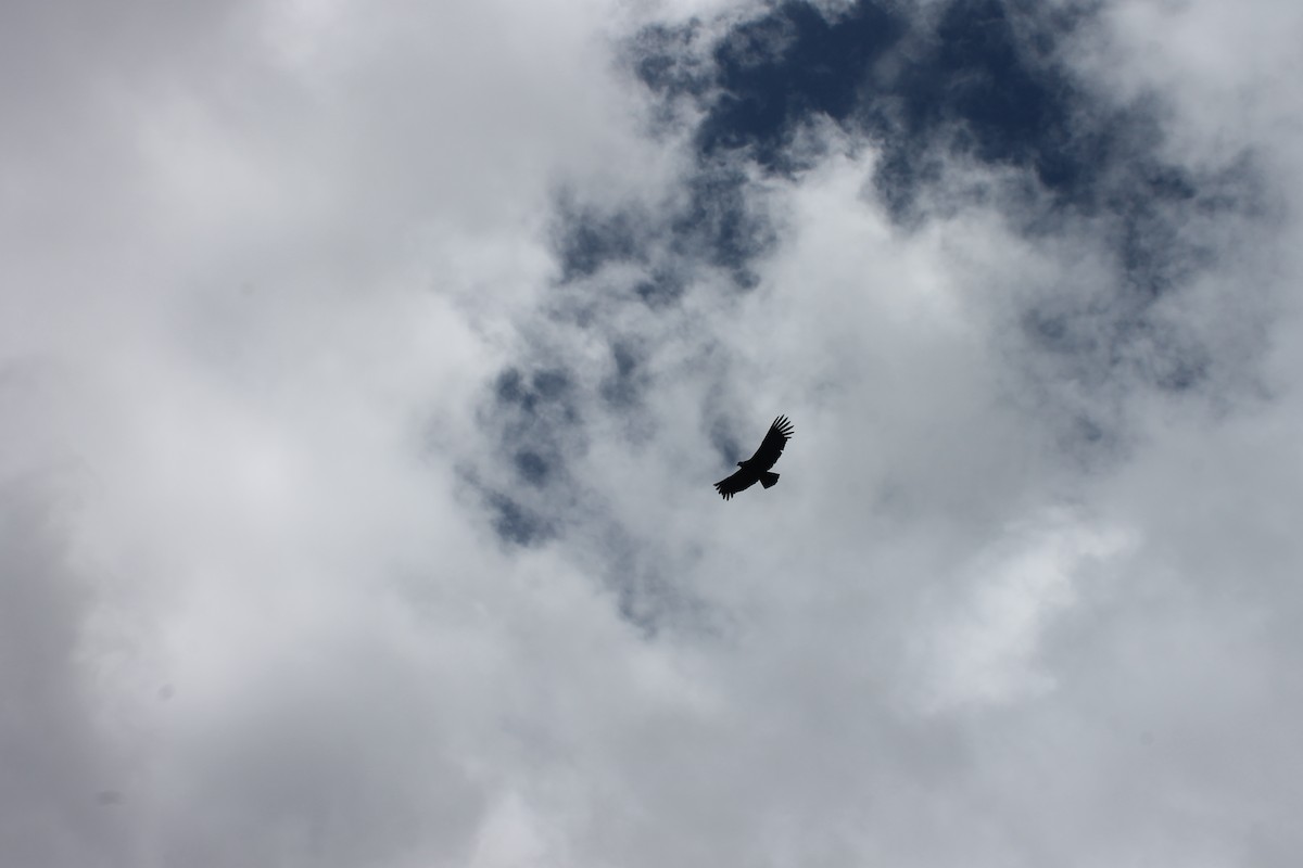 Condor des Andes - ML621101696