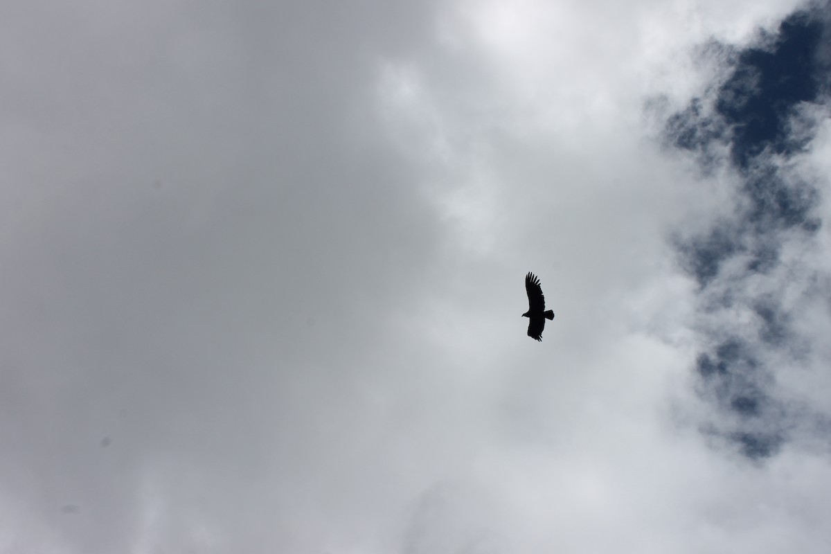 Condor des Andes - ML621101697