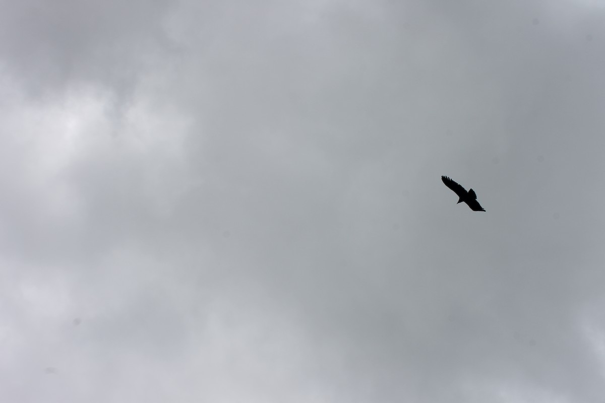 Condor des Andes - ML621101698