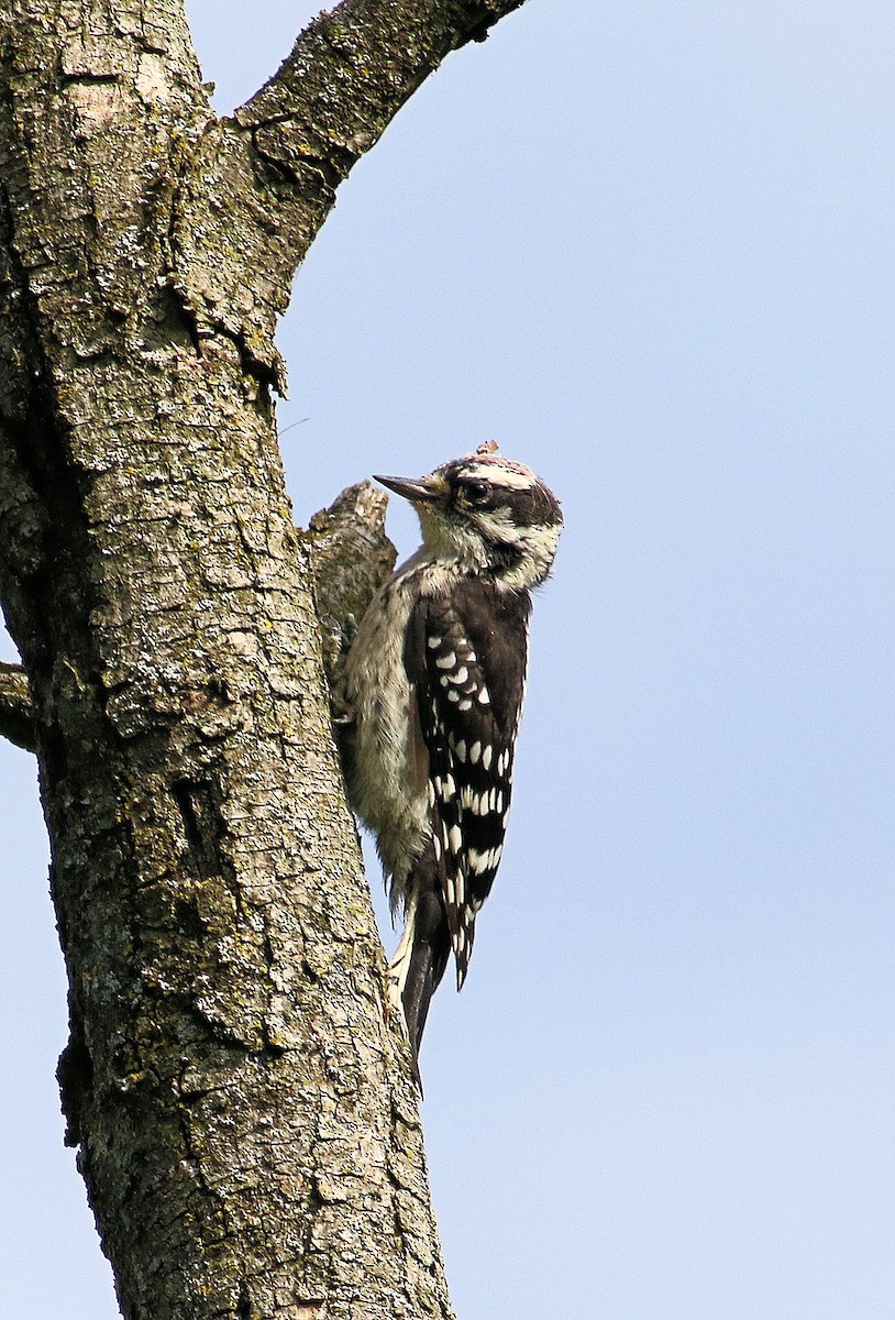 Downy Woodpecker - ML621101732