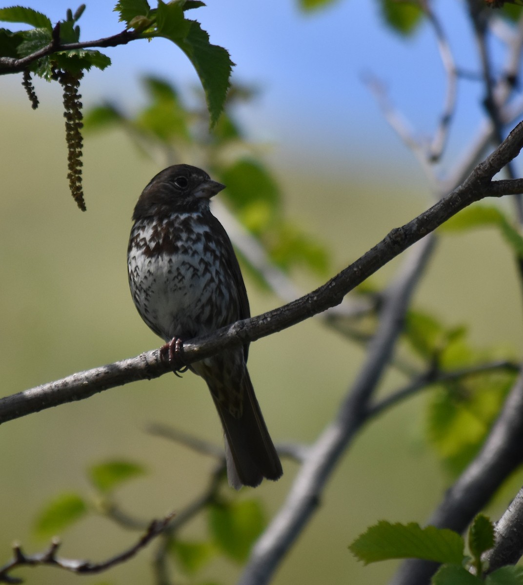 Fox Sparrow (Sooty) - ML621101815