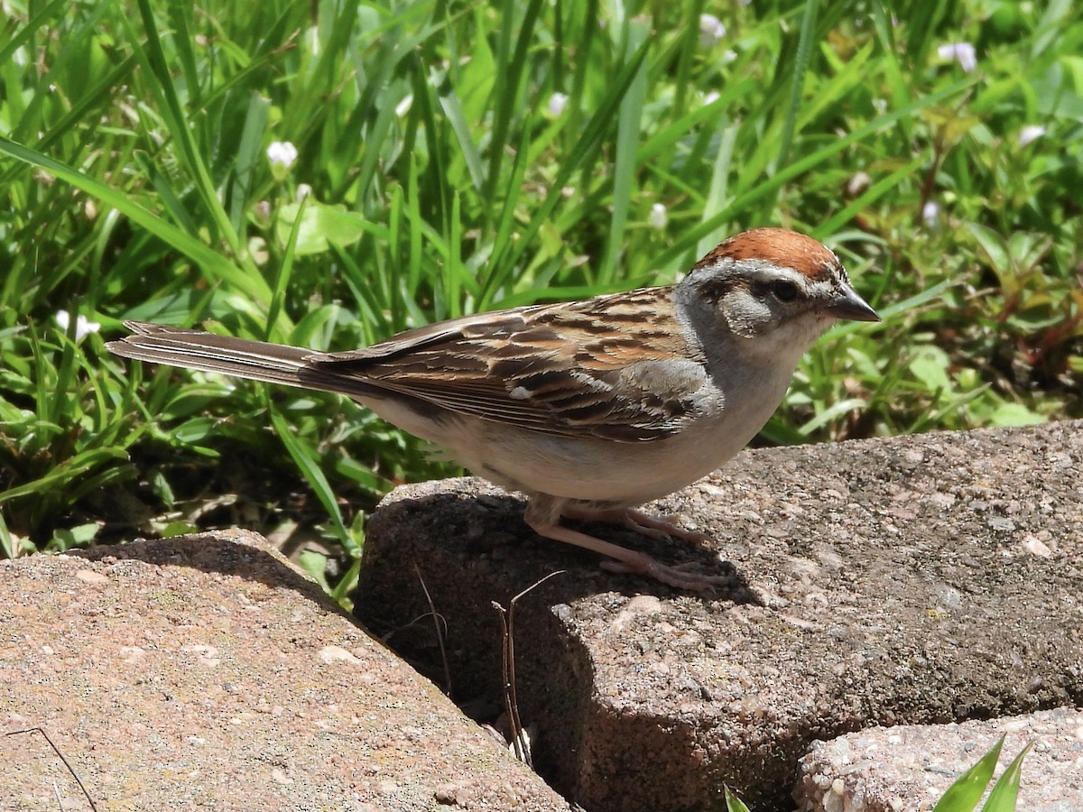 Chipping Sparrow - ML621101842