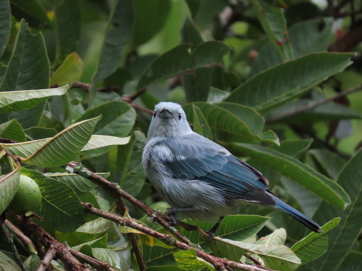 Blue-gray Tanager - ML621101851