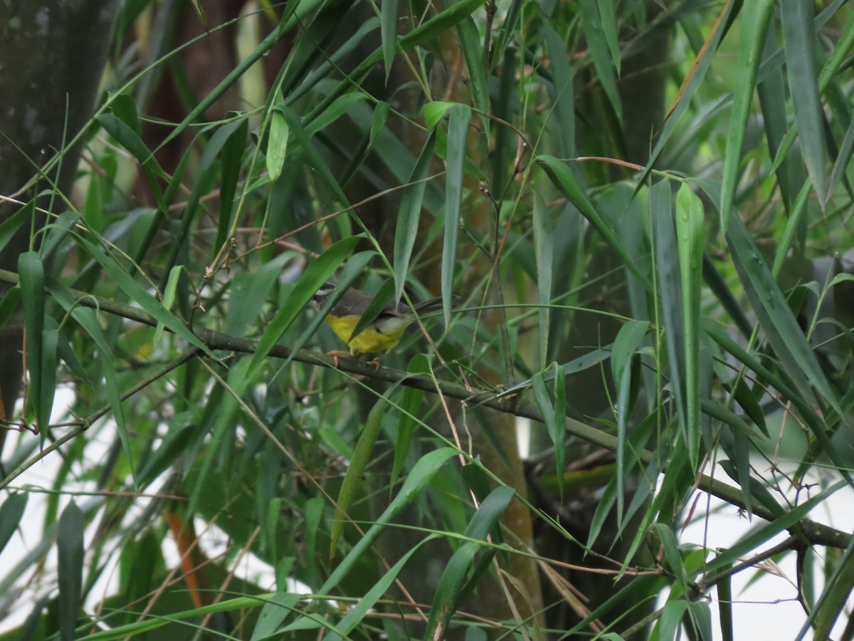 Golden-crowned Warbler - ML621101857