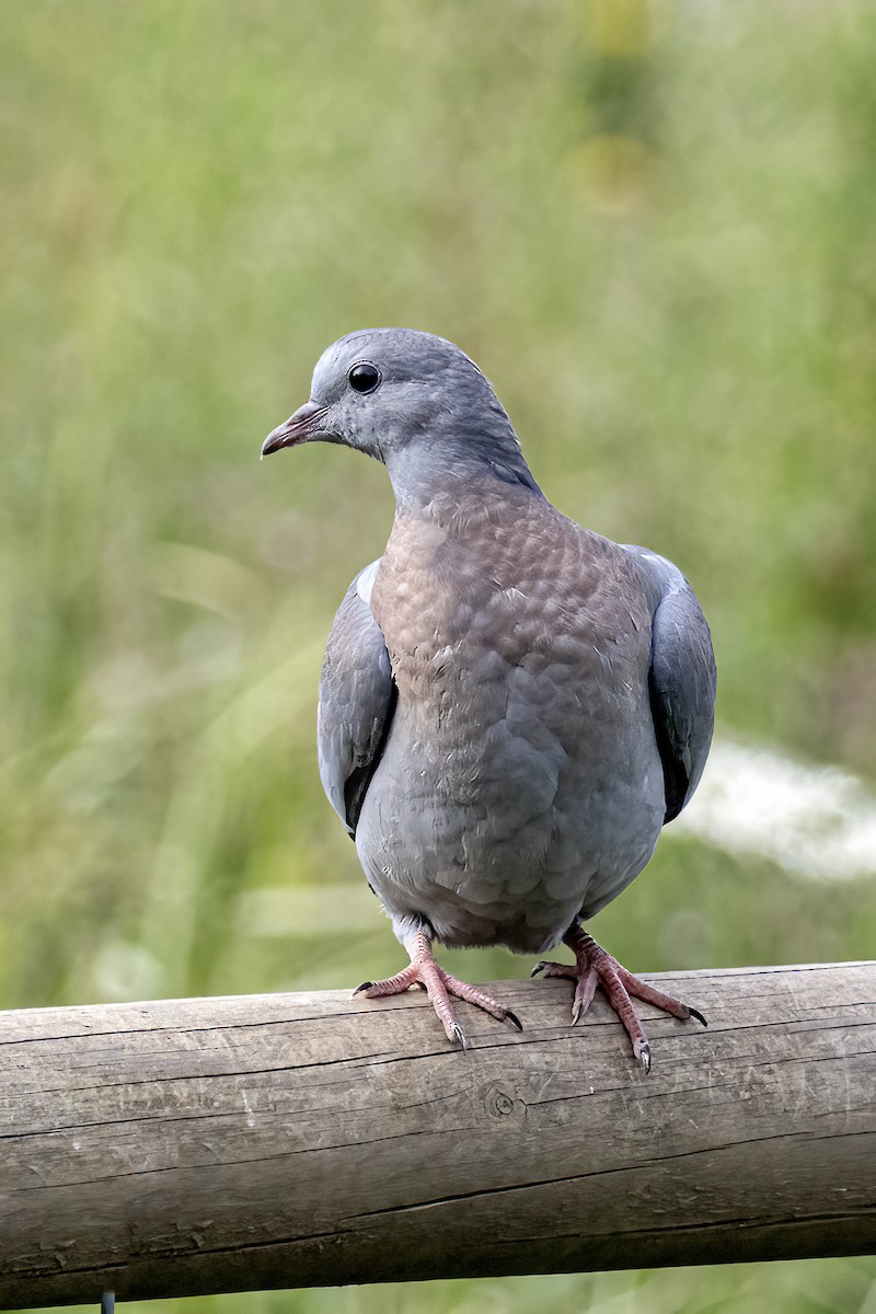 Pigeon colombin - ML621101864