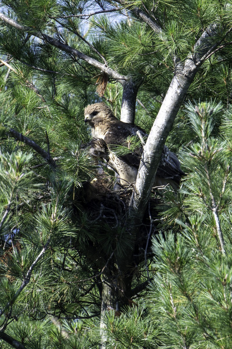 Red-tailed Hawk - ML621101869