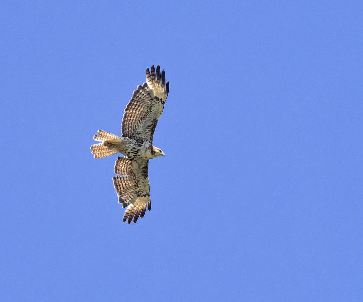 Red-tailed Hawk - ML621101875