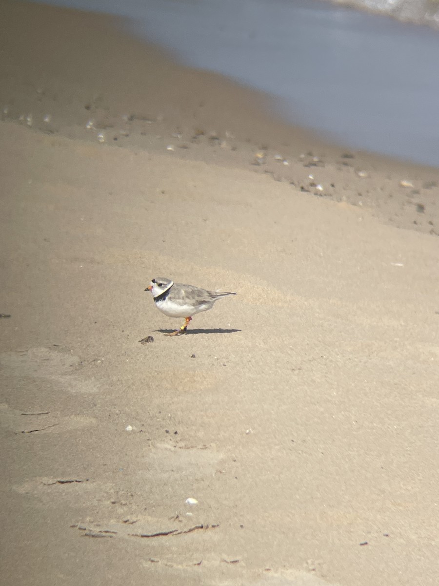 Piping Plover - ML621101890