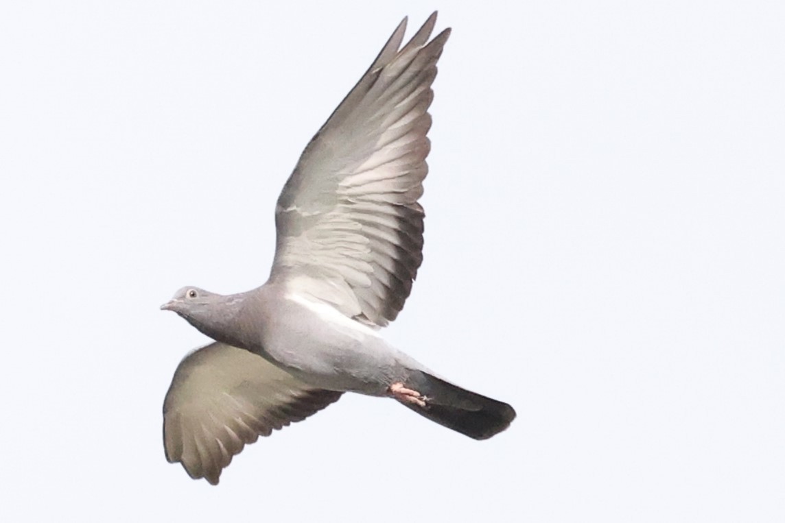 Pigeon biset (forme domestique) - ML621101943