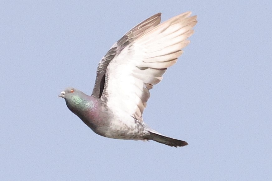 Pigeon biset (forme domestique) - ML621101944
