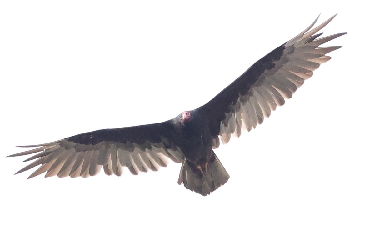 Turkey Vulture - ML621101951
